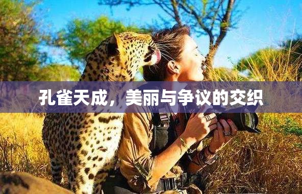 孔雀天成，美麗與爭議的交織