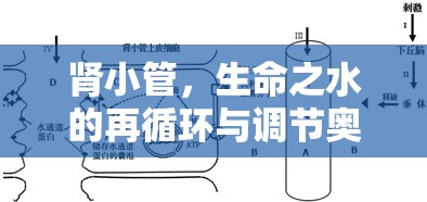 腎小管，生命之水的再循環(huán)與調(diào)節(jié)奧秘