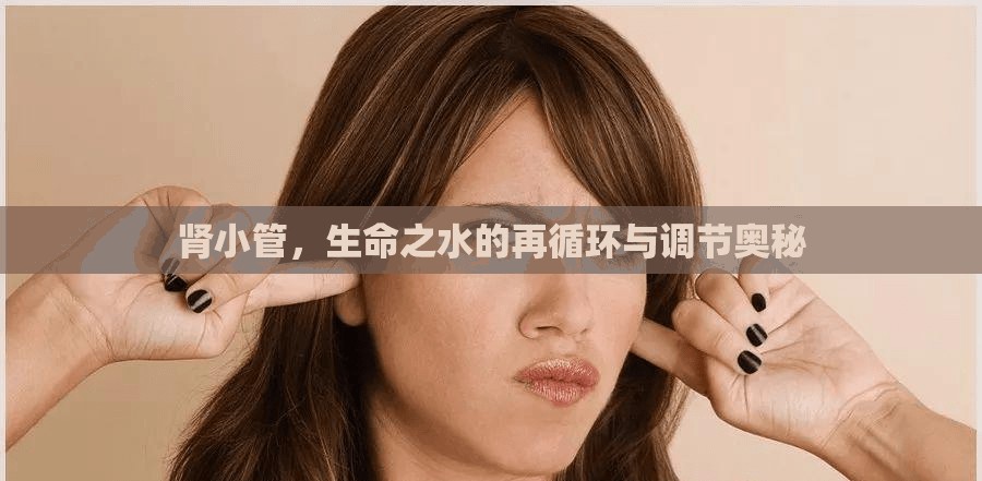 腎小管，生命之水的再循環(huán)與調(diào)節(jié)奧秘