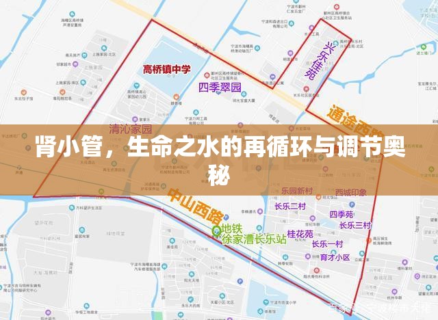 腎小管，生命之水的再循環(huán)與調(diào)節(jié)奧秘
