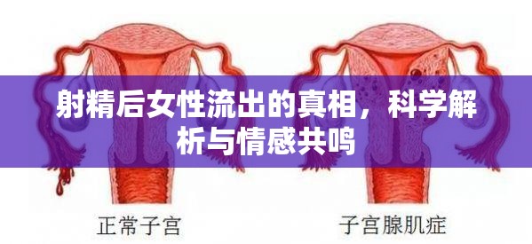 射精后女性流出的真相，科學(xué)解析與情感共鳴