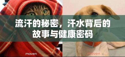 流汗的秘密，汗水背后的故事與健康密碼