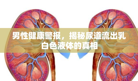 男性健康警報，揭秘尿道流出乳白色液體的真相