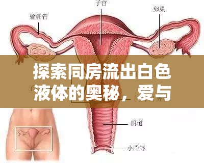 探索同房流出白色液體的奧秘，愛(ài)與健康的平衡