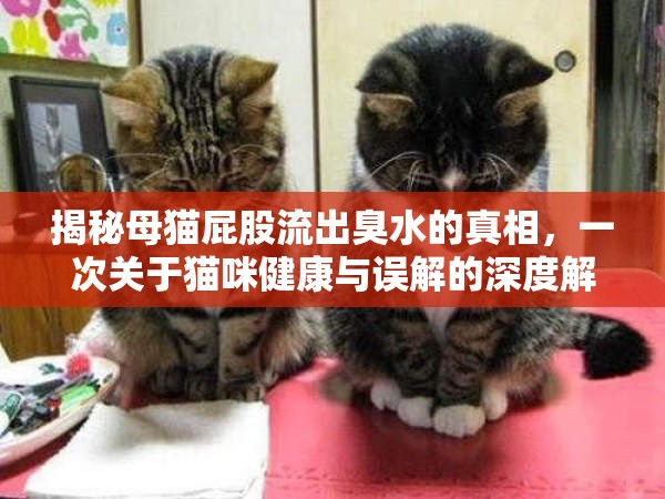 揭秘母貓屁股流出臭水的真相，一次關(guān)于貓咪健康與誤解的深度解析