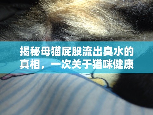 揭秘母貓屁股流出臭水的真相，一次關(guān)于貓咪健康與誤解的深度解析