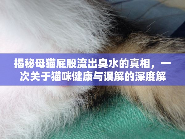 揭秘母貓屁股流出臭水的真相，一次關(guān)于貓咪健康與誤解的深度解析