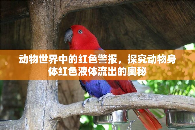 動物世界中的紅色警報，探究動物身體紅色液體流出的奧秘