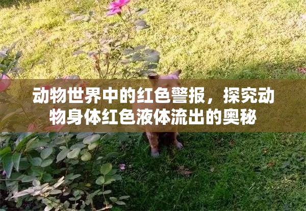 動物世界中的紅色警報，探究動物身體紅色液體流出的奧秘