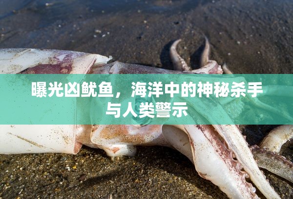 曝光兇魷魚，海洋中的神秘殺手與人類警示