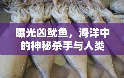 曝光兇魷魚，海洋中的神秘殺手與人類警示