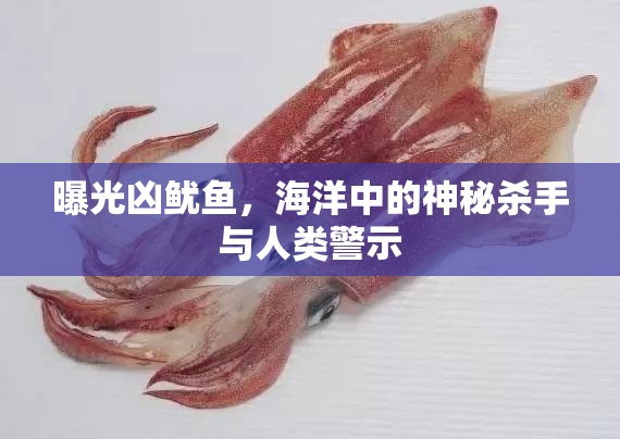 曝光兇魷魚，海洋中的神秘殺手與人類警示