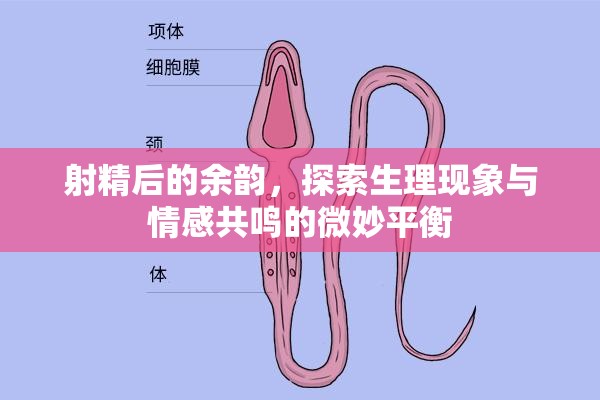 射精后的余韻，探索生理現(xiàn)象與情感共鳴的微妙平衡