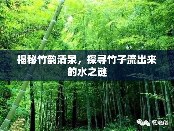 揭秘竹韻清泉，探尋竹子流出來的水之謎