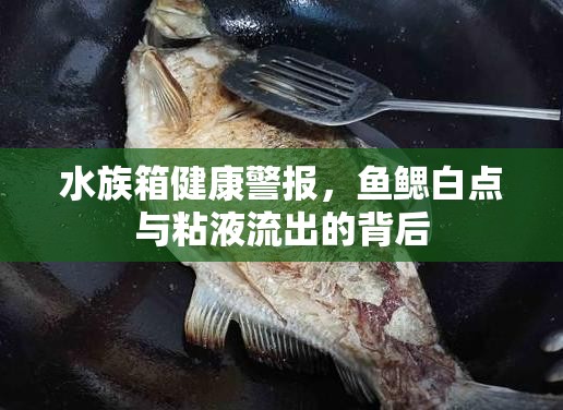 水族箱健康警報(bào)，魚鰓白點(diǎn)與粘液流出的背后