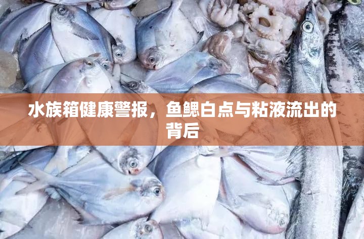 水族箱健康警報(bào)，魚鰓白點(diǎn)與粘液流出的背后