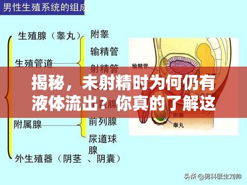 揭秘，未射精時為何仍有液體流出？你真的了解這些細(xì)節(jié)嗎？