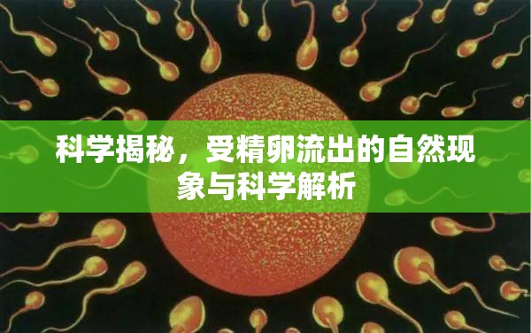 科學(xué)揭秘，受精卵流出的自然現(xiàn)象與科學(xué)解析