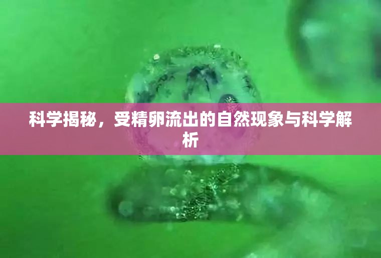 科學(xué)揭秘，受精卵流出的自然現(xiàn)象與科學(xué)解析