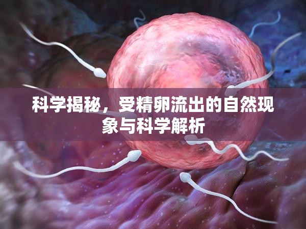 科學(xué)揭秘，受精卵流出的自然現(xiàn)象與科學(xué)解析