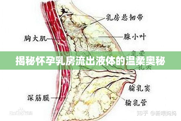 揭秘懷孕乳房流出液體的溫柔奧秘