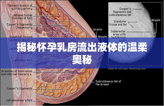 揭秘懷孕乳房流出液體的溫柔奧秘