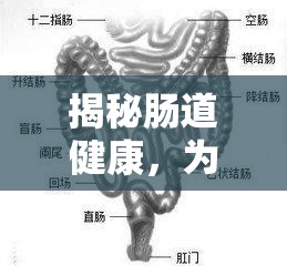 揭秘腸道健康，為何腸道內(nèi)液體有時(shí)臭不可聞？
