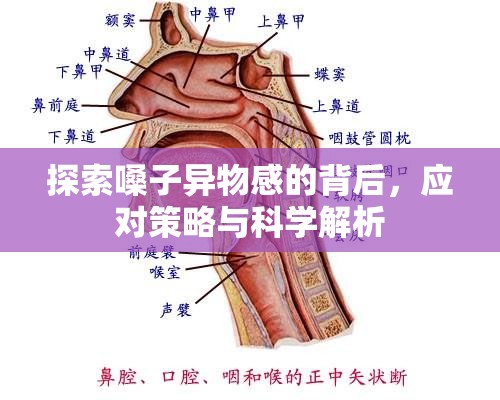 探索嗓子異物感的背后，應(yīng)對策略與科學(xué)解析