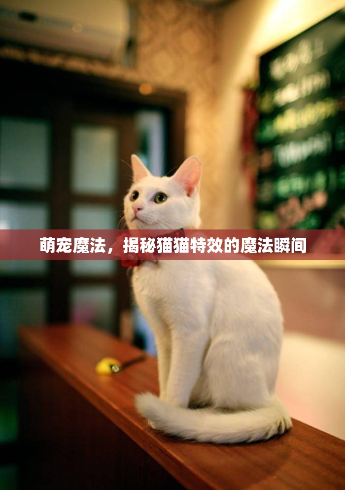 萌寵魔法，揭秘貓貓?zhí)匦У哪Хㄋ查g