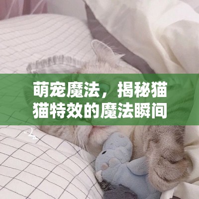 萌寵魔法，揭秘貓貓?zhí)匦У哪Хㄋ查g