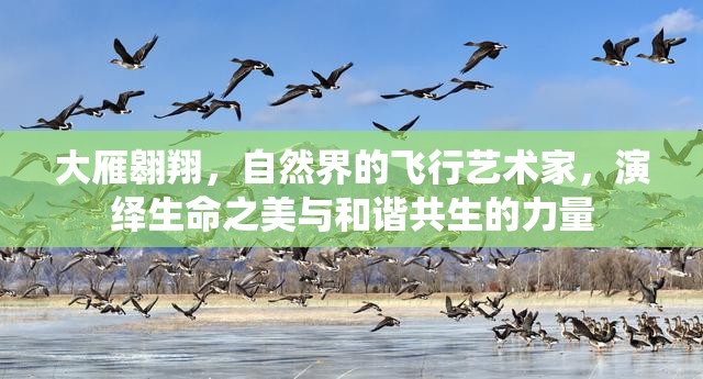 大雁翱翔，自然界的飛行藝術(shù)家，演繹生命之美與和諧共生的力量