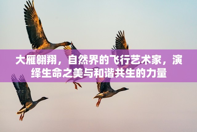 大雁翱翔，自然界的飛行藝術(shù)家，演繹生命之美與和諧共生的力量
