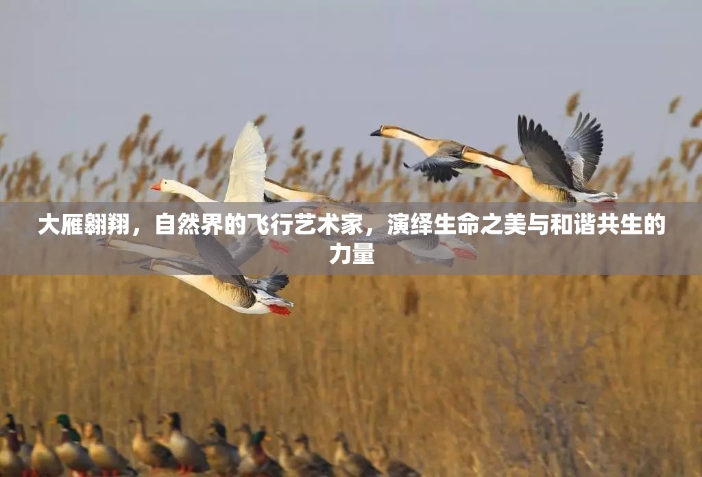 大雁翱翔，自然界的飛行藝術(shù)家，演繹生命之美與和諧共生的力量