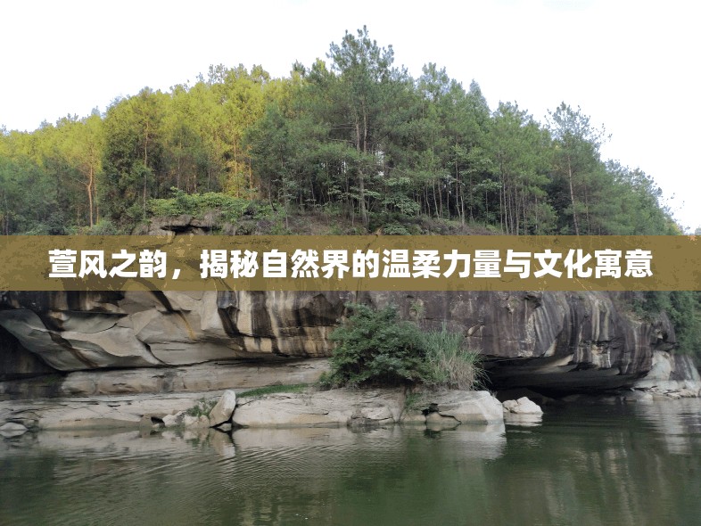 萱風(fēng)之韻，揭秘自然界的溫柔力量與文化寓意