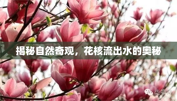 揭秘自然奇觀，花核流出水的奧秘