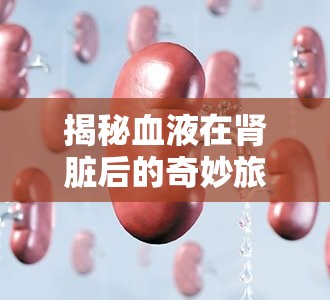 揭秘血液在腎臟后的奇妙旅程，尿液的生成與排泄過程