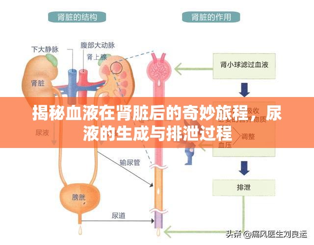 揭秘血液在腎臟后的奇妙旅程，尿液的生成與排泄過程
