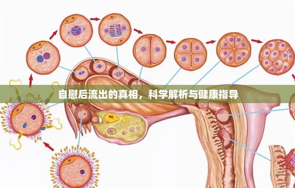 自慰后流出的真相，科學(xué)解析與健康指導(dǎo)