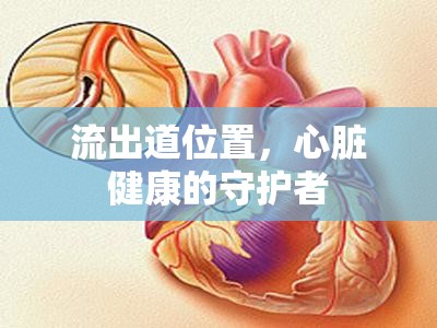 流出道位置，心臟健康的守護者