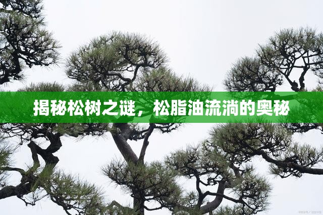 揭秘松樹之謎，松脂油流淌的奧秘