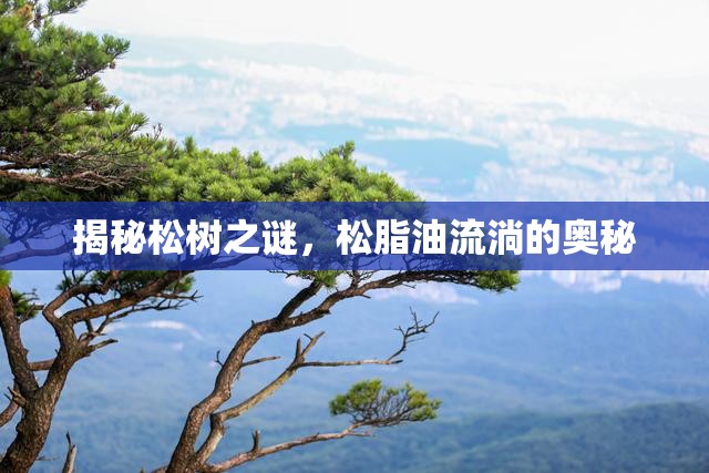 揭秘松樹之謎，松脂油流淌的奧秘