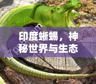 印度蜥蜴，神秘世界與生態(tài)平衡的微妙聯(lián)系