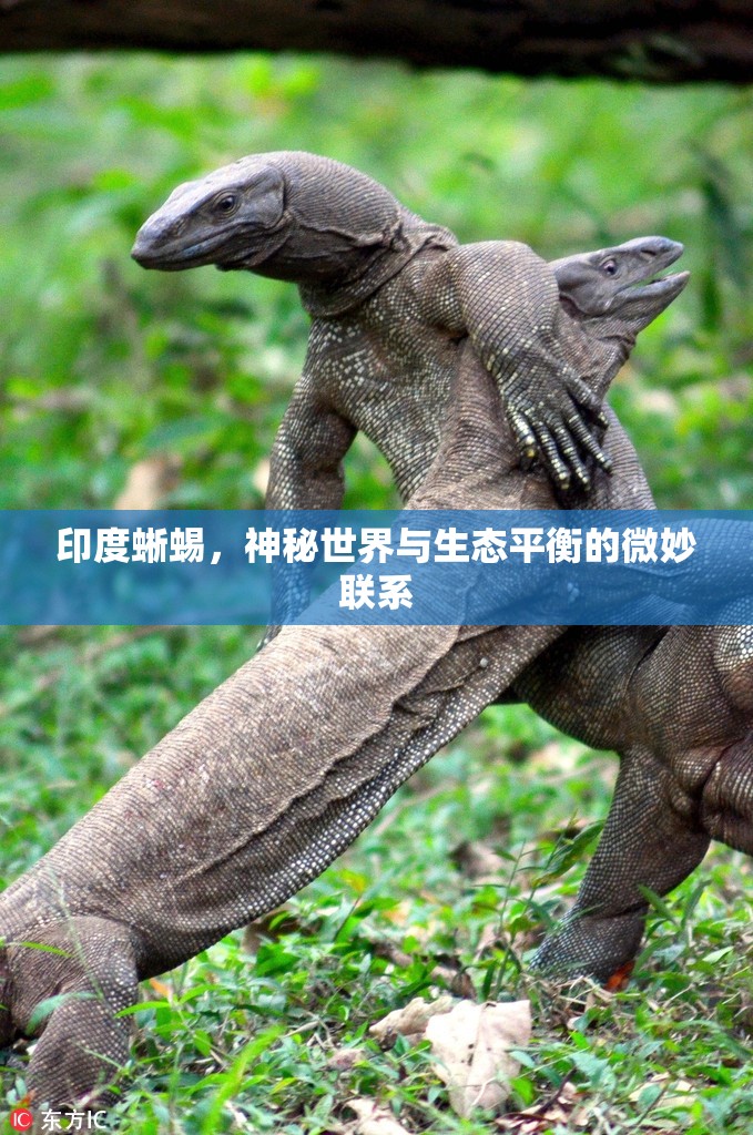 印度蜥蜴，神秘世界與生態(tài)平衡的微妙聯(lián)系