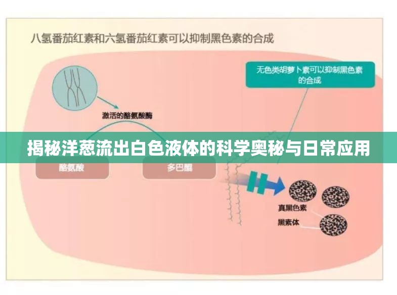 揭秘洋蔥流出白色液體的科學奧秘與日常應用