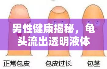 男性健康揭秘，龜頭流出透明液體的真相與解讀