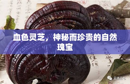 血色靈芝，神秘而珍貴的自然瑰寶