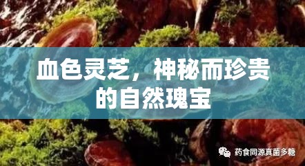 血色靈芝，神秘而珍貴的自然瑰寶