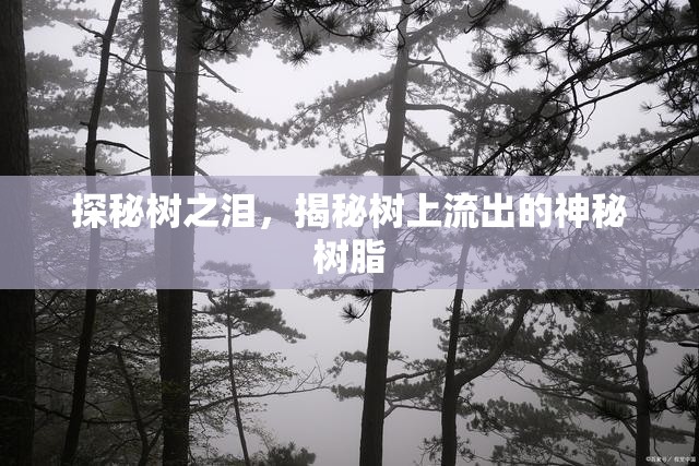 探秘樹之淚，揭秘樹上流出的神秘樹脂