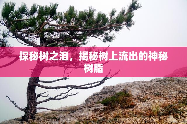 探秘樹之淚，揭秘樹上流出的神秘樹脂