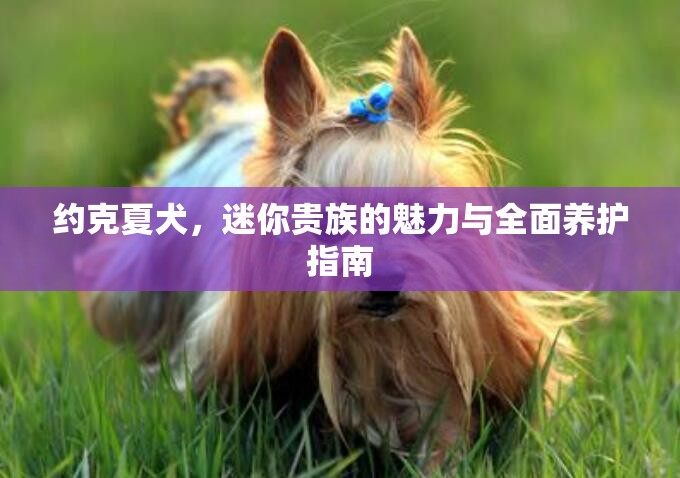 約克夏犬，迷你貴族的魅力與全面養(yǎng)護(hù)指南
